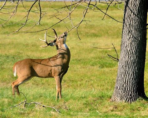 Whitetail Deer Buck — Stock Photo © Brm1949 1989225