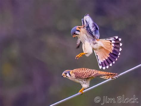 American Kestrels Mating Jim Block Photography