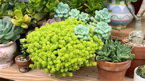 Sedum Japonicum ‘tokyo Sun O Sedum Oro Youtube