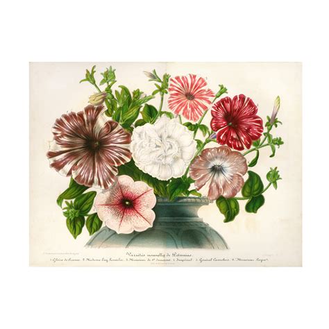 Print Collection Varietes Nouvelles De Petunias Canvas Art Walmart