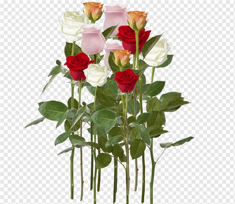 Garden Roses Cabbage Rose Floral Design Cut Flowers Flower Flower