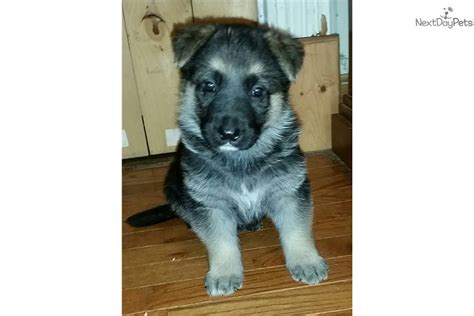 33 Hq Photos German Shepherd Puppies For Sale In Iowa German Shepherd