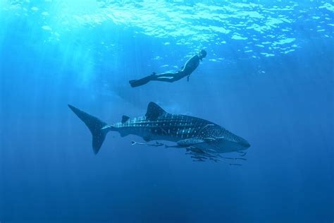 Whale Shark Snorkeling Experience From Cancun And Riviera Maya From US