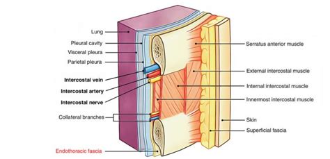 Endothoracic Fascia | Fascia, Thoracic cavity, Integumentary system