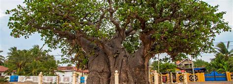 Baobab Tree | Attractions in Mannar | Love Sri Lanka