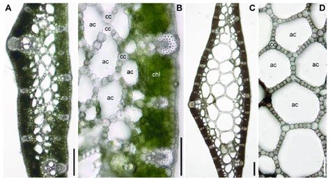 Anatomy Of Distal Parts Of The Leaf Lamina In Specimens Of The Acorus