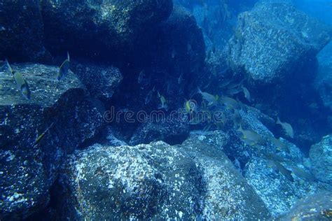 Underwater Photos Of Diving In The Atlantic Ocean Next To The Canary