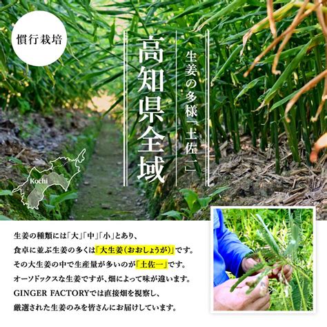 【楽天市場】生姜 1kg 高知県産 土佐一号 通称トサイチ 慣行栽培 国産 送料無料 しょうが ショウガ 根生姜 業務用 長期保存 冷え性 温