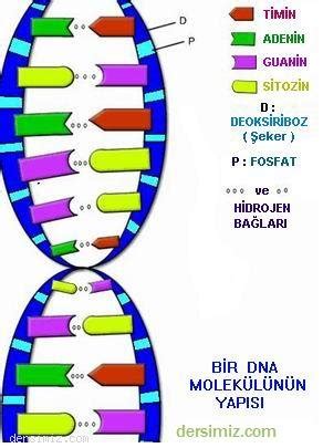 DNA Molekülünün Yapısı ders notu özet konu anlatımı