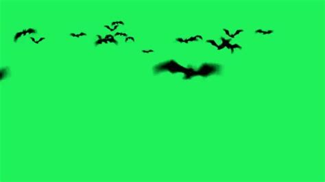 Bat Animation Stock Video Footage for Free Download