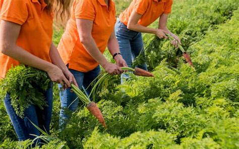 Premium Photo Growing Organic Carrots Carrots In The Hands A Group