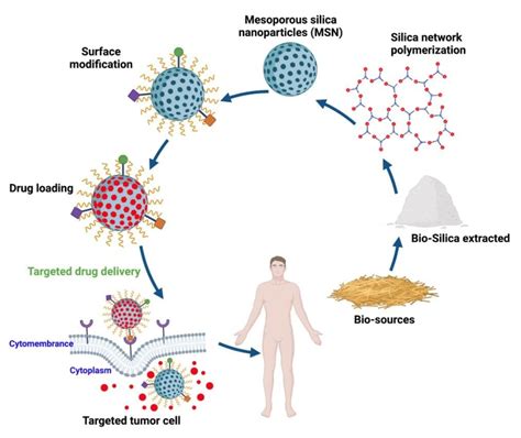 Mesoporous Silica Nanoparticles Recent Advances Ijn