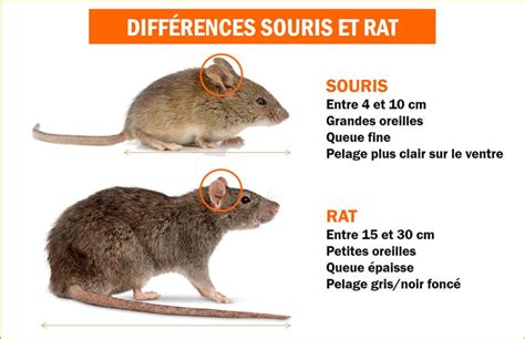 Comment Se D Barrasser Des Rats Et Des Souris