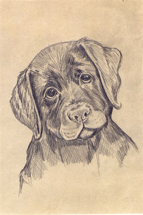 Cute Puppy Sketch at PaintingValley.com | Explore collection of Cute ...