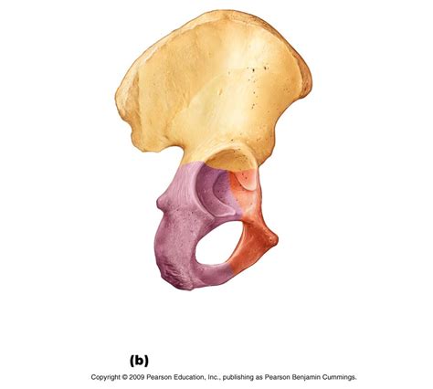 Coxal Bone Lateral View Diagram Quizlet