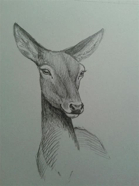 Doe by artSevour on DeviantArt