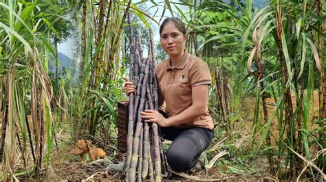 Harvesting Purple Sugarcane Goes To Market Sell Gardening Planting