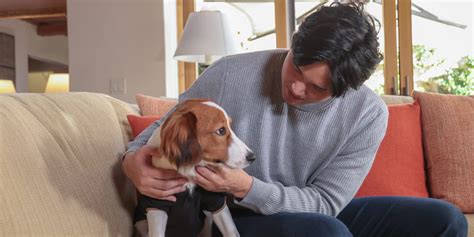 Shohei Ohtani reveals his dog's name