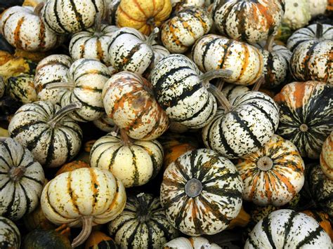 Types Of Squash Your Guide To Winter And Summer Squashes Squash