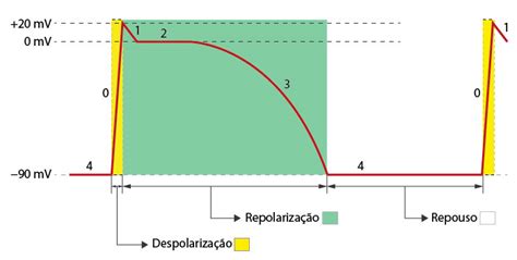 Potencial De Ac O No M Sculo Card Aco Electrofisiologia B Sica