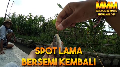 Spot Lama Bersemi Kembali Mancing Mania Mancing Youtube