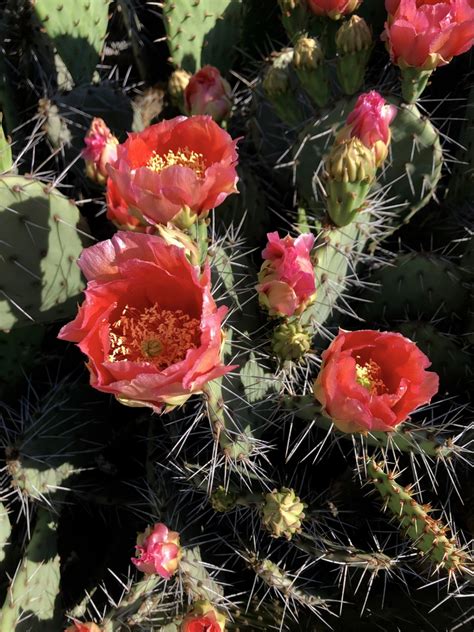 Opuntia Phaeacantha Brown Spine Prickly Pear Cactus Dark Spined