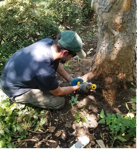 Tree Disease Management In Utah Rivendell Tree Experts