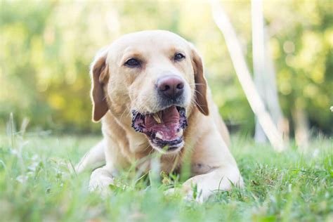 Você já ouviu falar na tosse dos canis VilaCani