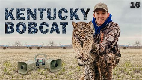 Bobcat Hunting In Kentucky Kentucky Bobcat Hunting Youtube