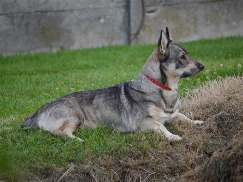 Chien Elevage des Fumées Du Nord eleveur de chiens Vallhund suedois