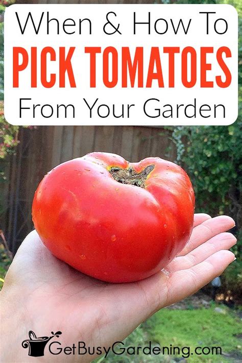 When & How To Pick Tomatoes: Complete Harvesting Guide