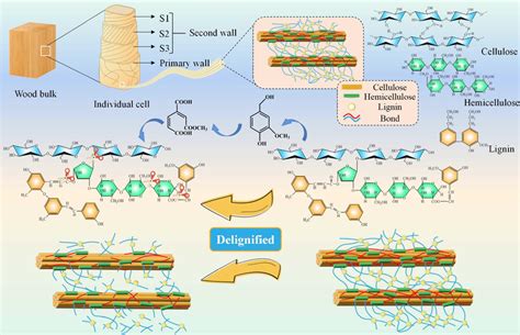 Mechanism diagram of delignification | Download Scientific Diagram