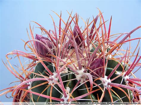 Kakteensammlung Holzheu De Ferocactus Fordii Ssp Borealis