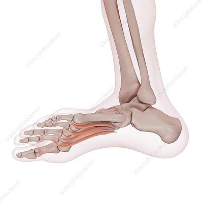 Human foot muscles - Stock Image - F015/8463 - Science Photo Library