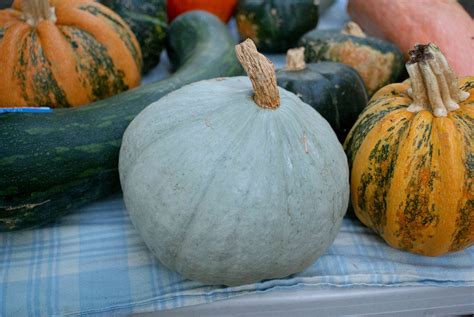 15 Winter Squash And Pumpkins Varieties