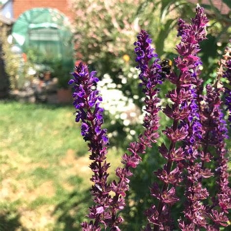 Salvia X Sylvestris Mainacht Syn Salvia X Sylvestris May Night