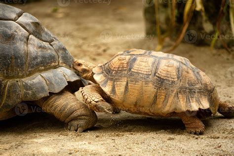 Aldabra Giant Tortoise, one of the largest tortoises in the world ...