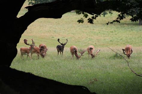 A Herd Of Deer Grazing In A Field In The Shade Stock Photo Image Of