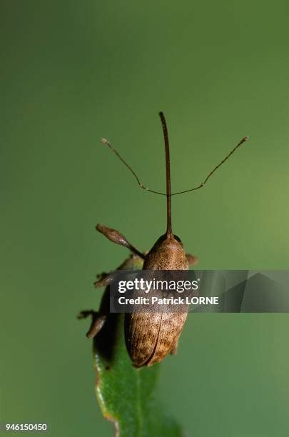 27 Acorn Weevil Stock Photos, High-Res Pictures, and Images - Getty Images