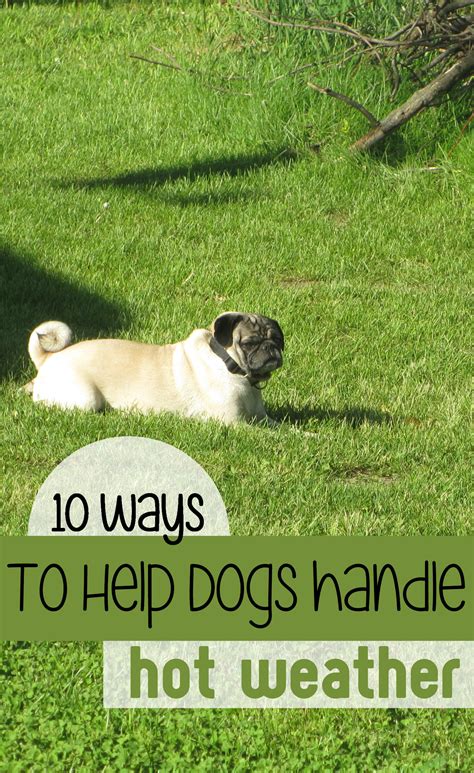 Can Dogs Handle Heat Better Than Humans at Lara Bunton blog