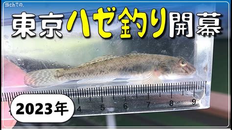 東京の運河で2023令和5年ハゼ釣りが開幕 Goby Fishing In Tokyo In 2023 Has Just Begun