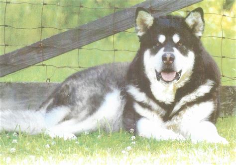 Wakon Giant Alaskan Malamutes Authentic Wakon Malamutes