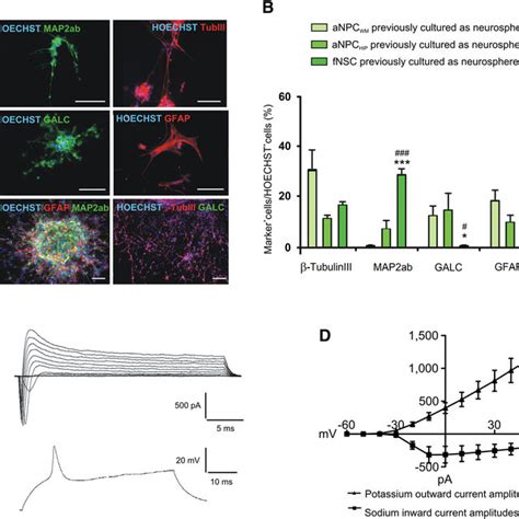 Characterization Of Multipotent Adult Neural Progenitor Cells Anpc Download Scientific