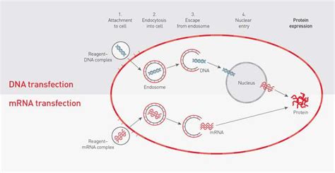 Plasmid Transfection Thermo Fisher Scientific Kr