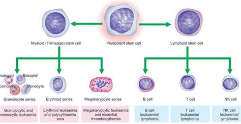 Myeloid Cells Medizzy