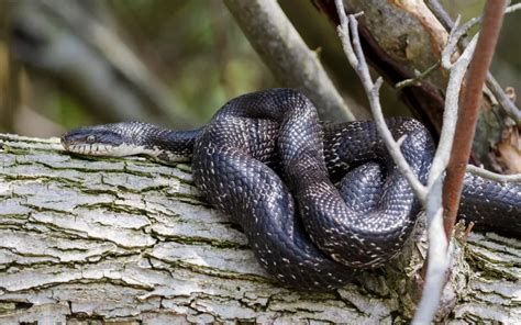 9 Black Snakes In New York With Pictures Reptile Jam