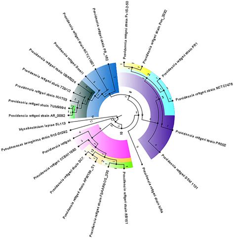 Phylogenomic Tree Showing The Relationships Between Pr And Other