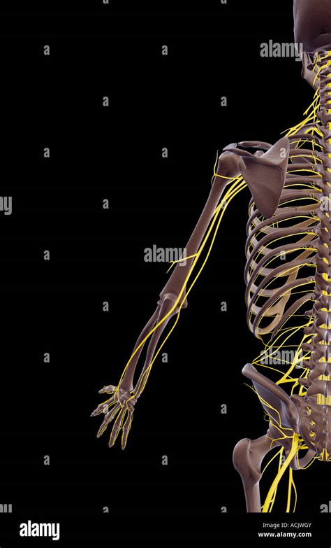 Nerf Du Membre Supérieur Banque De Photographies Et Dimages à Haute