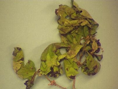 Anthracnose | Diseases of Forest and Shade Trees