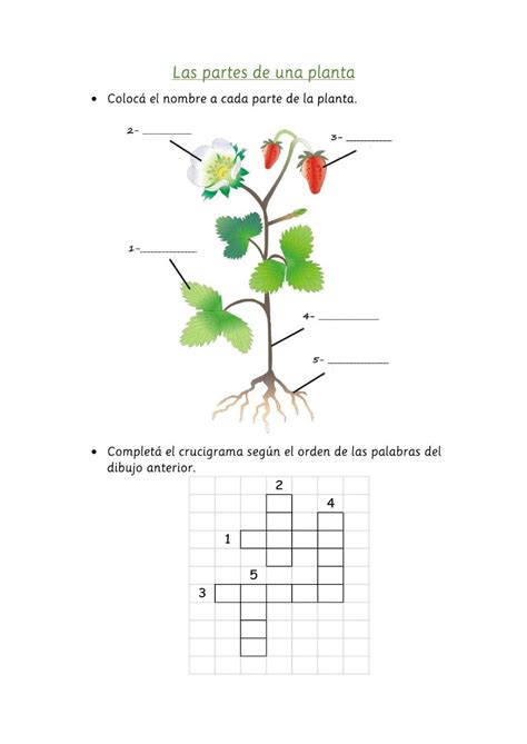 Crucigrama Plantas Medicinales Worksheet Artofit